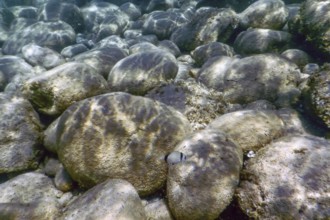 Sea Life Underwater rocks Sunlight, Underwater Life