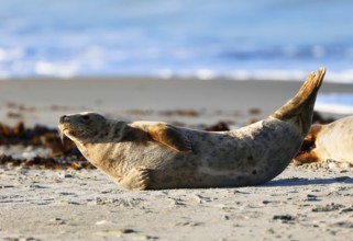 Grey seal (Halichoerus grypus), Heligoland, Schleswig-Holstein, Germany, Europe