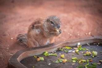 A ground squirrel (Xerinae) enjoying vegetables on a tray in a sandy environment, Erfurt,