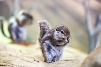 Antelope weasel