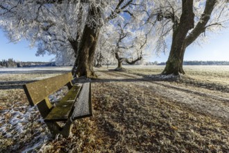 An icy park bench next to large trees covered with hoarfrost under a blue sky, Maria Schnee,
