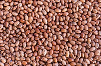 Beans of bean (beans). Background of many grains of dried beans. Brown beans texture. Food