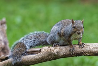Close-up of an american squirrel