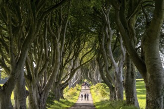 Armoy, United Kingdom, 7 July, 2022: tourists enjoy a visit to the famous The Dark Hedges in