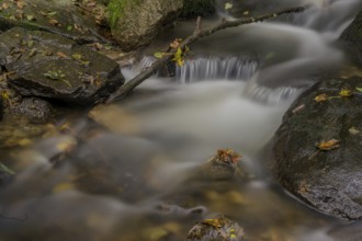 Gently flowing stream with stones and falling leaves in autumnal surroundings, Perlbachtal, Lower