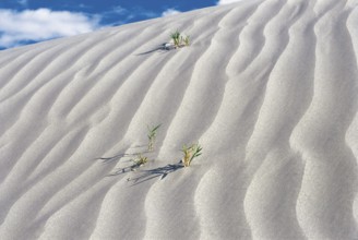 Green plant growing in white desert sand, India, Asia