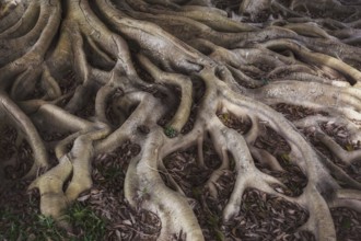 Old mystery roots in forest background