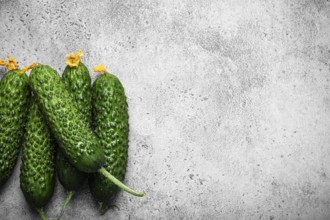Fresh raw organic farmer cucumbers with leafs arranged on grey rustic stone background top view,