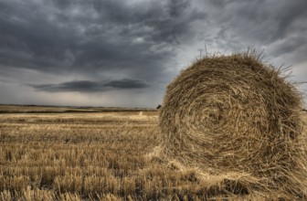 Prairie Scene Saskatchewan summer crop harvest Canada