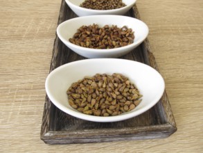 Dried grape seeds from red, blue and white grapes, Vitis viniferae semen