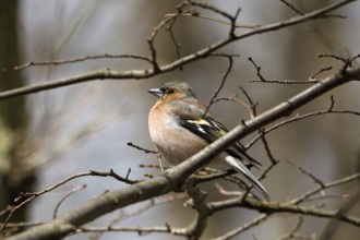 Male chaffinch (Fringilla coelebs)