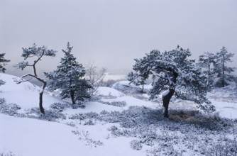 Arctic landscape