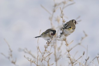 Goldfinch (Carduelis carduelis)