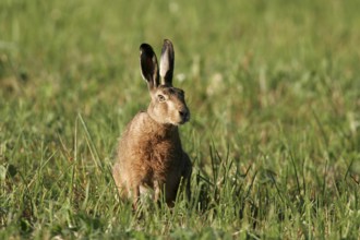 Rabbit, rabbit (Oryctolagus cuniculus)
