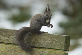 Squirrel (Sciurus vulgaris)