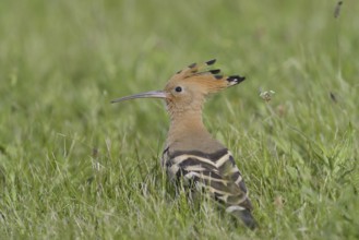 Hoopoe (Upupa epops)