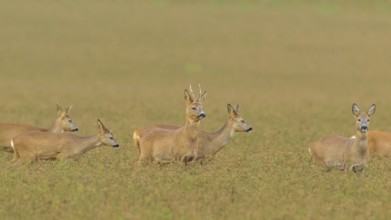 Roe deer (Capreolus capreolus)