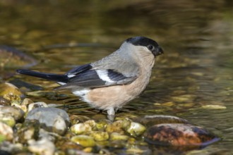 Bullfinch - female at the stream (Pyrrhula pyrrhula)