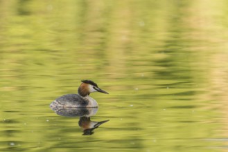 Great Crested Grebe (Podiceps cristatus)