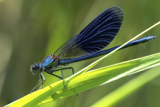 Banded demoiselle - Male (Calopteryx splendens)