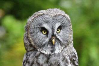 Barred Owl (Strix nebulosa)
