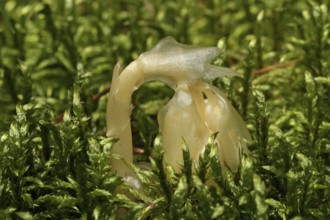 Spruce asparagus (Monotropa hypopitys)