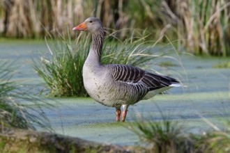 Greylag goose (Anser anser)