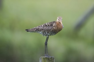 Black-tailed godwit (Limosa limosa)