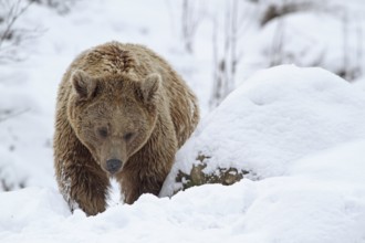 European brown bear (ursus arctos)