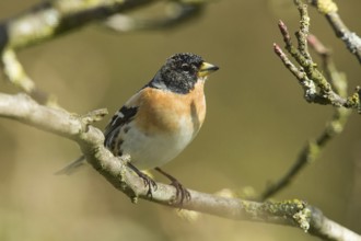 Brambling (Fringilla montifringilla)