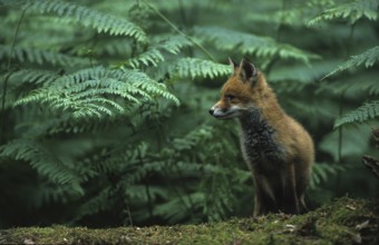 Fox (Vulpes vulpes)