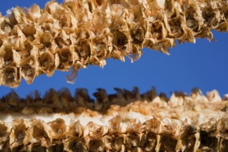 Remains of a corncob