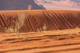 Golden orange desert sand and tree background, Wadi Rum, Jordan, Asia