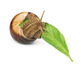Snail and green leaf. White isolated studio shot