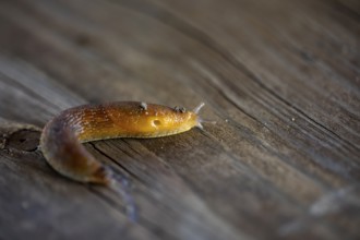 Slug, or land slug. Natural scene from Wisconsin