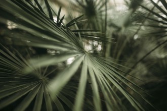 Green palm leaves with bokeh photo effect.