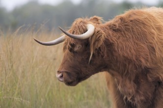 Scottish Highland cow in a nature reserve Scottish Highland cattle in a nature reserve