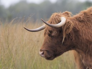 Scottish Highland cow in a nature reserve Scottish Highland cattle in a nature reserve
