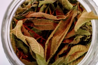 Dried leaves of Aloysia citrodora, lemon verbena