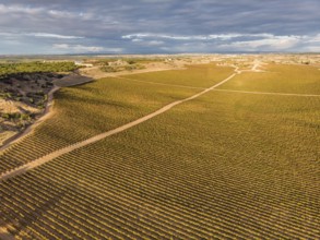 Field of vines, Aranda de Duero, Burgos province, Spain, Europe