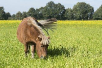 Grazing Shetland pony