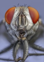 Flesh Fly (Sarcophaga spp.), red eyes