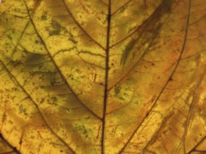 A full frame close up of an orange brown autumn leaf showing veins and cells