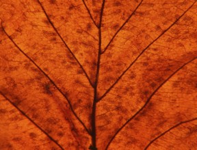 Full frame close up of an illuminated brown autumn leaf showing veins and cells