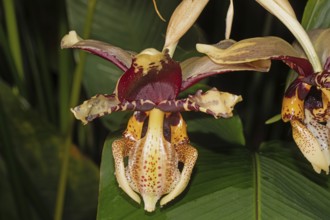 Orchid Stanhopea tigrina open yellow-brown flower