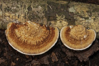 Thin walled maze polypore two fruiting bodies next to each other with ochre-brown corky tubes on