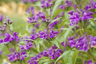Wind-Brandkraut, Phlomis herba-venti, Phlomis herba-venti, a purple wildflower