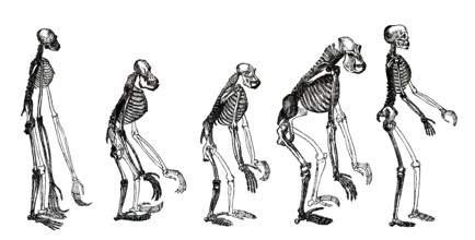 Frontispiece to the book „Evidence as to Man's Place in Nature“, 1863, by Henry Huxley, English