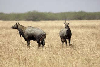 Blue bull, velavadar, Gujarat, India, Asia