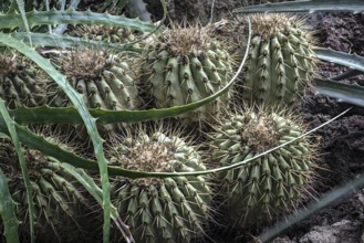 Cacti belonging to the genus Copiapoa and bromeliad leaves from the Atacama desert in northern
